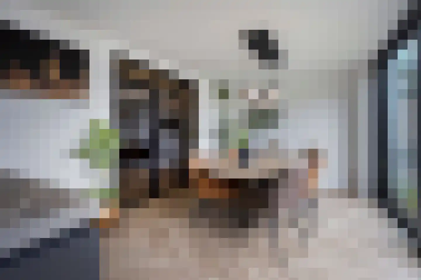 De Ploeg 50 Heesch thumbnail 8