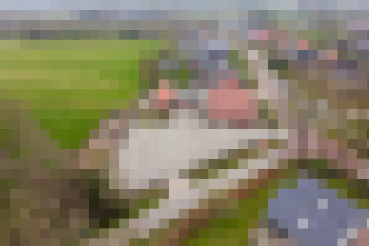 de Pol 1 Peize thumbnail 94