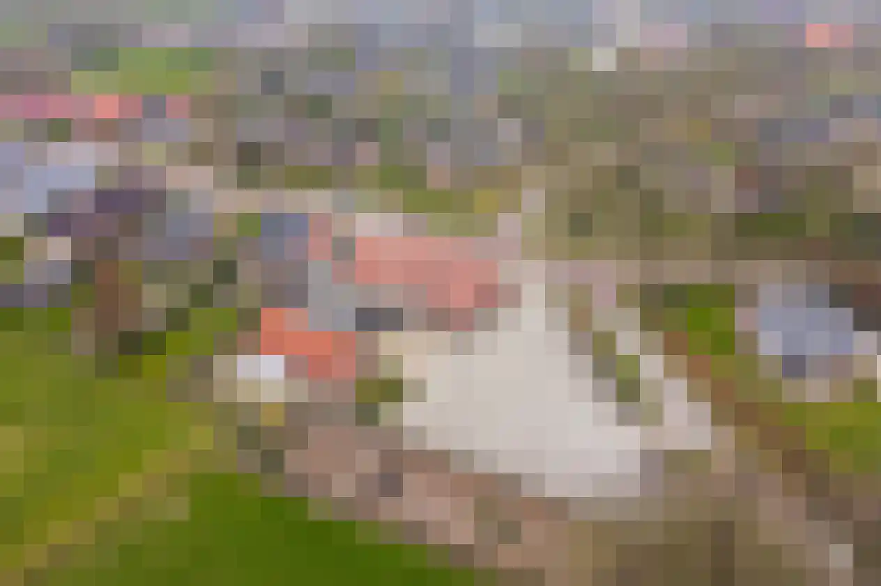 de Pol 1 Peize thumbnail 95