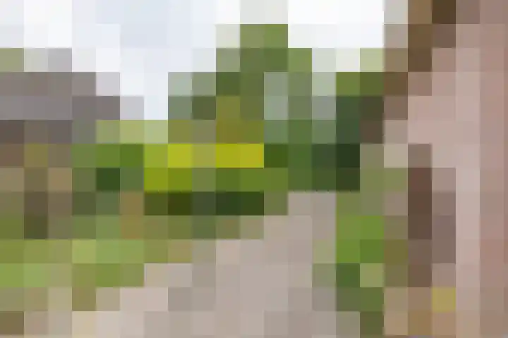de Pol 2 A Peize thumbnail 43