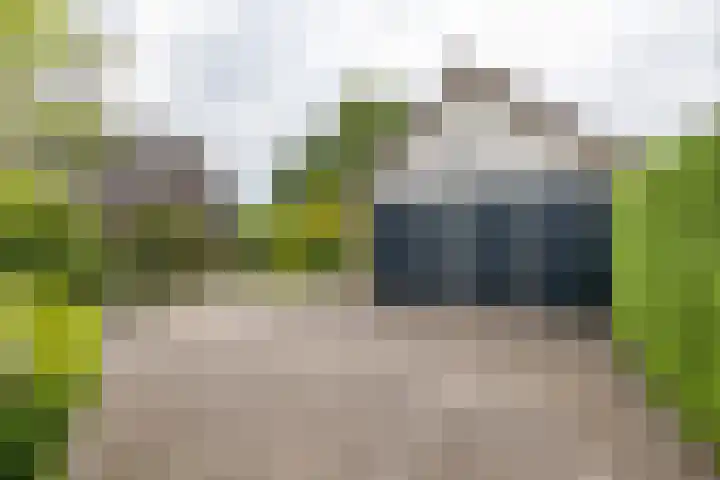 de Pol 2 A Peize thumbnail 5