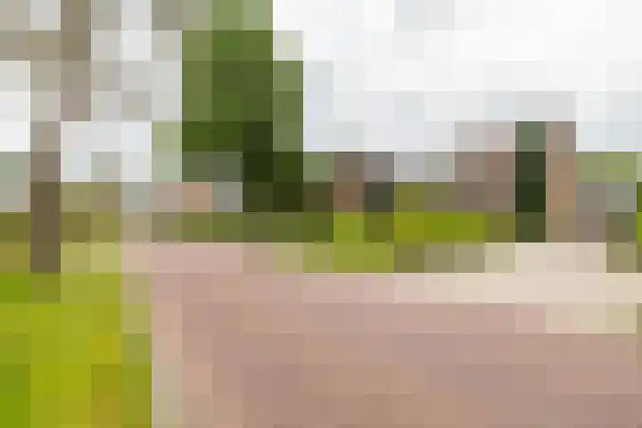 de Pol 2 A Peize thumbnail 7