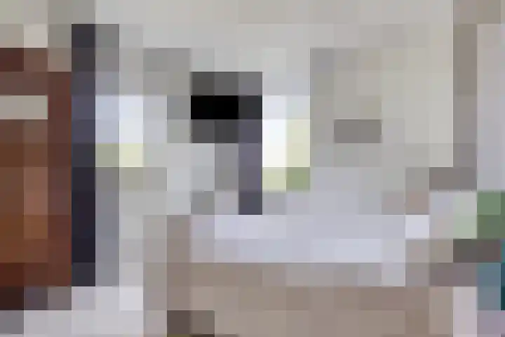 De Pol 27 De Pol thumbnail 16