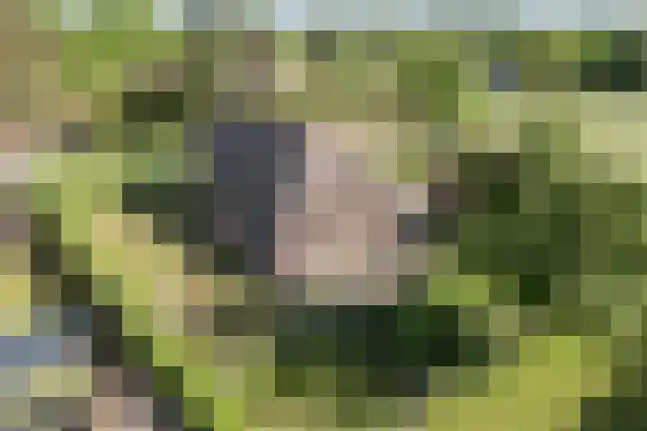 De Pol 27 De Pol thumbnail 27