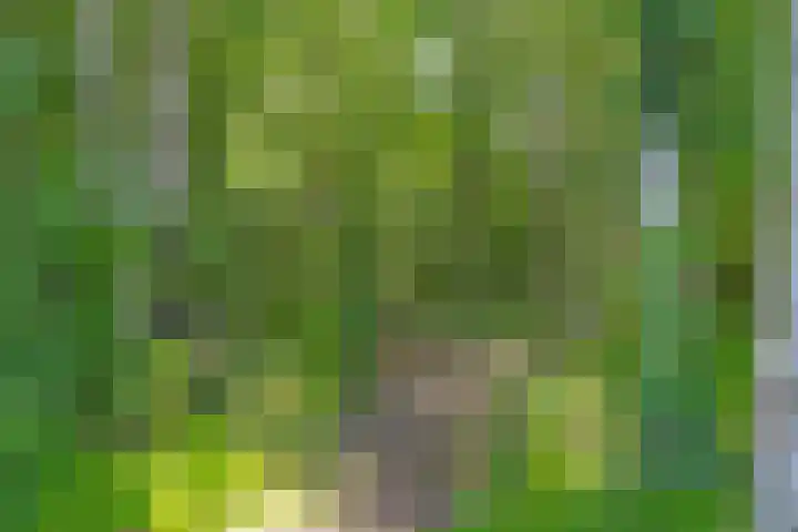 De Pol 27 De Pol thumbnail 37