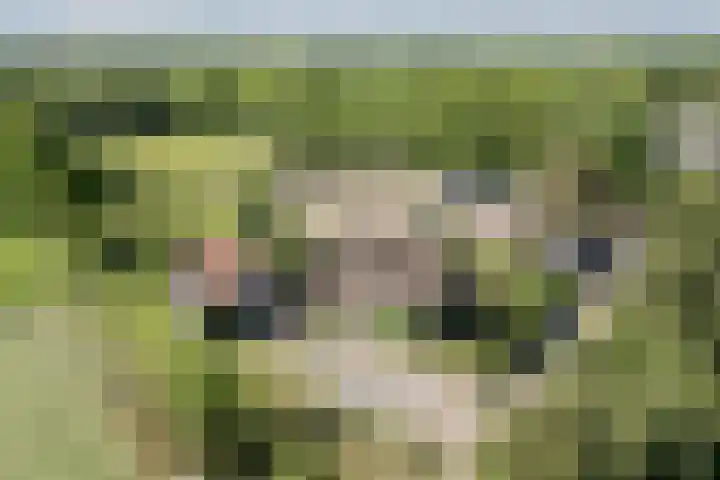 De Pol 27 De Pol thumbnail 39