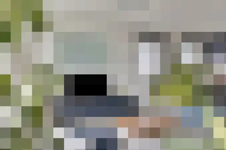 De Pol 69 Doesburg thumbnail 4
