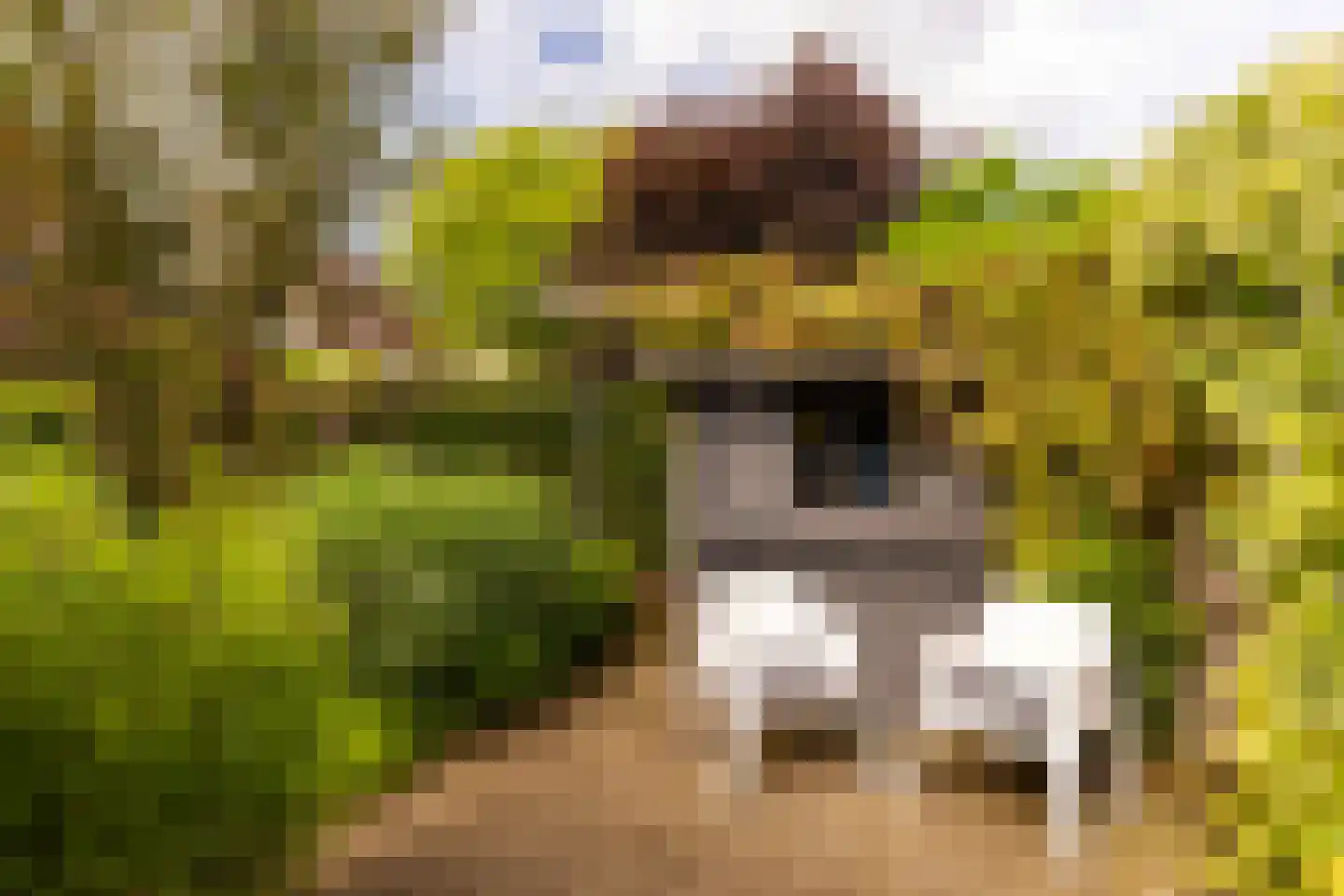 De Pol 73 Doesburg thumbnail 24