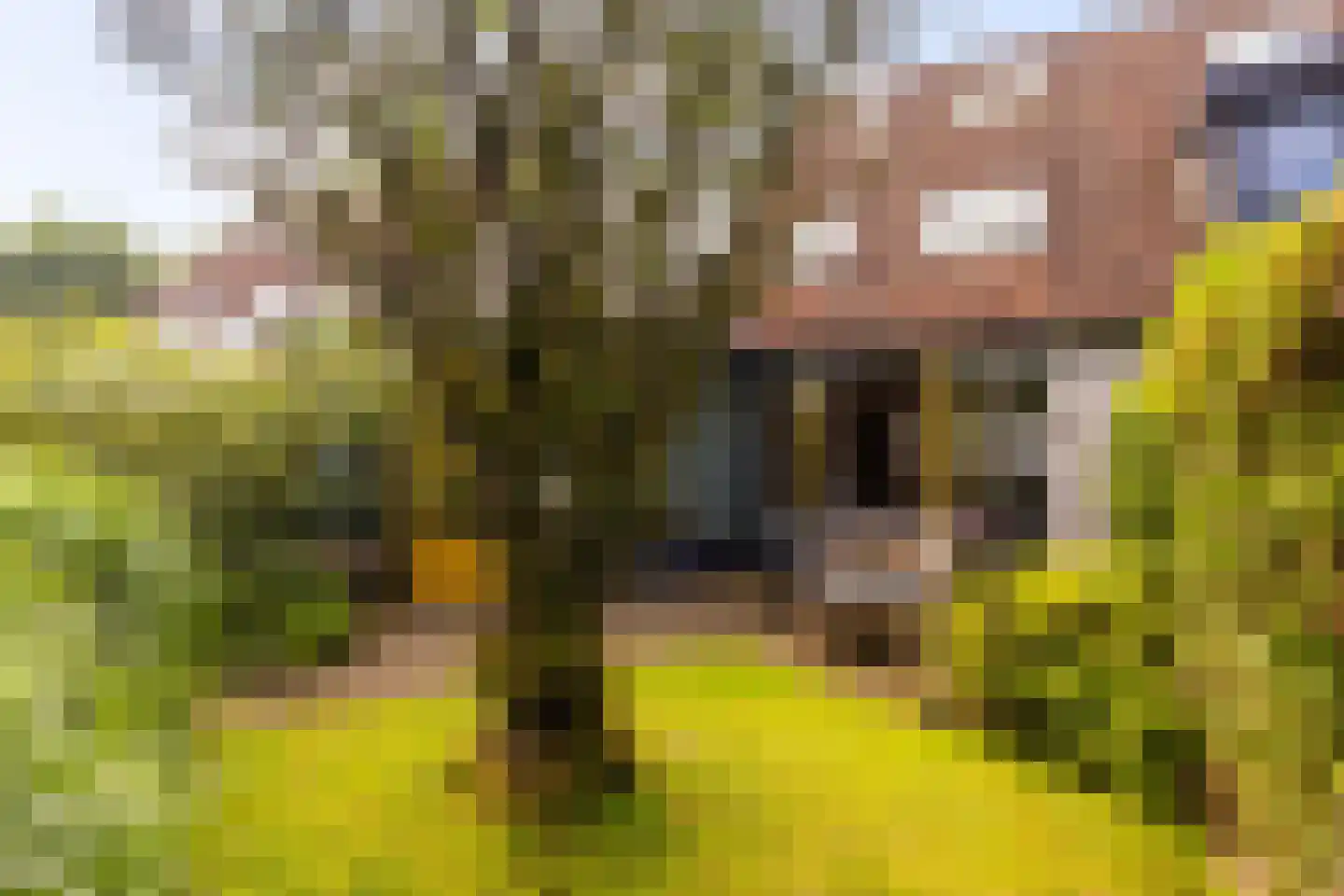 De Pol 73 Doesburg thumbnail 27