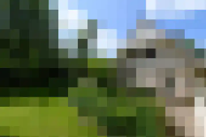 de Pontsjer 21 Nieuwehorne thumbnail 32