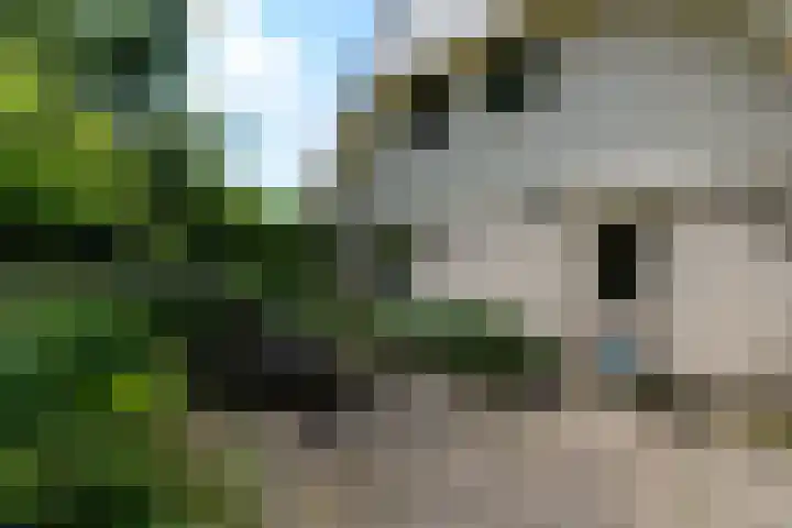de Pontsjer 21 Nieuwehorne thumbnail 36