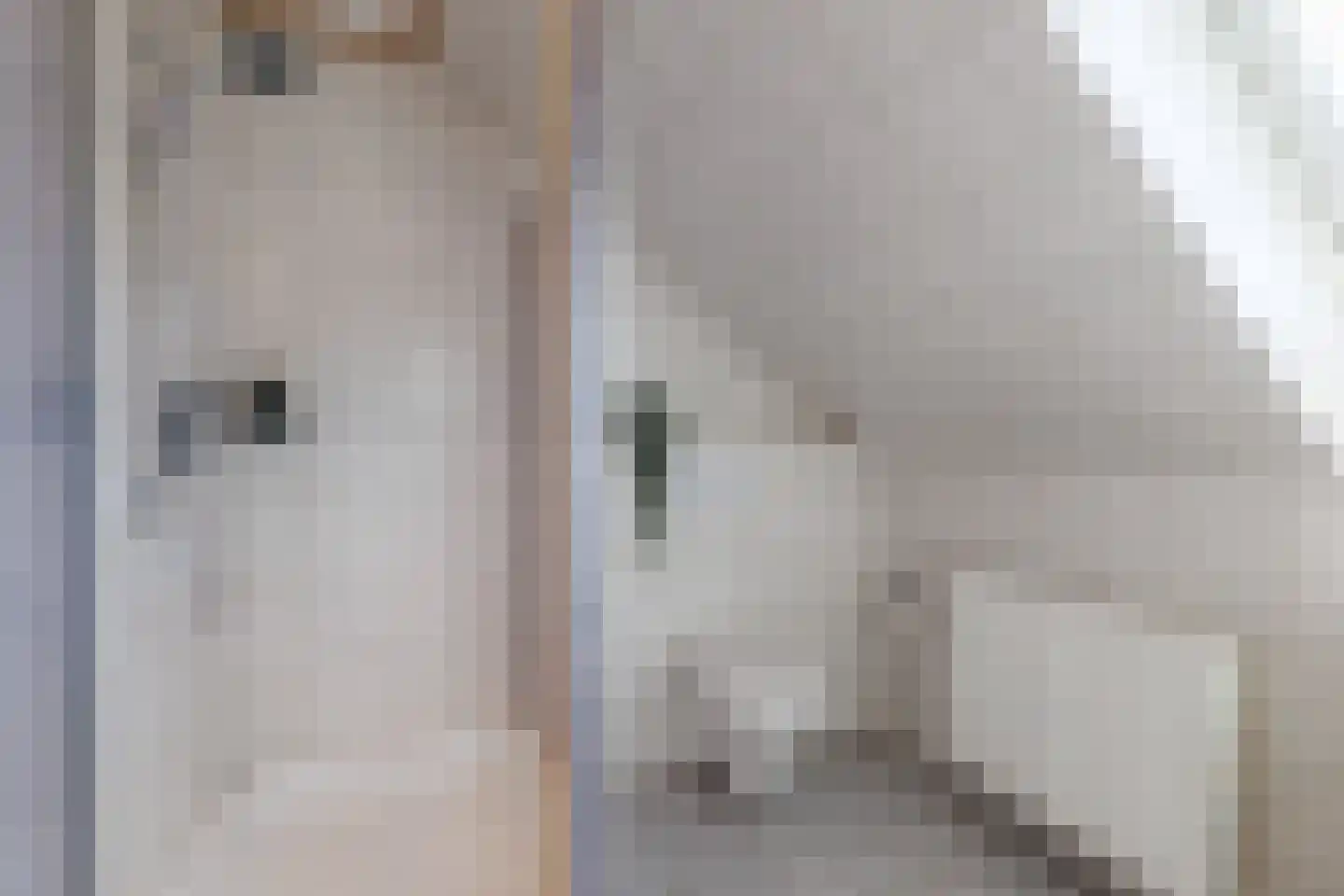 De Poppe 12 de Lutte thumbnail 39