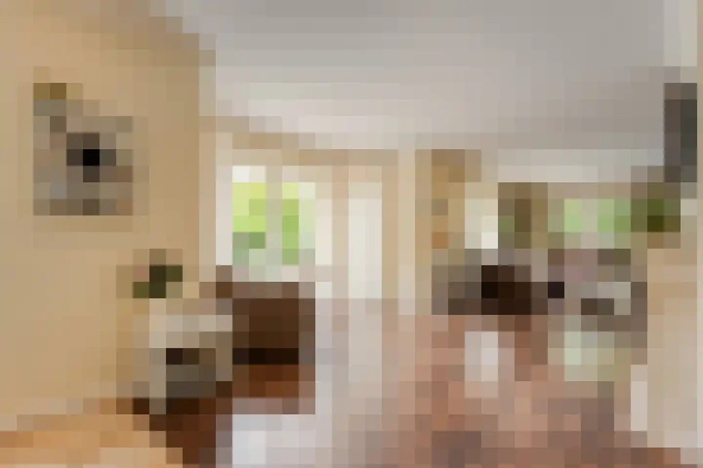 De Poppe 21 de Lutte thumbnail 10
