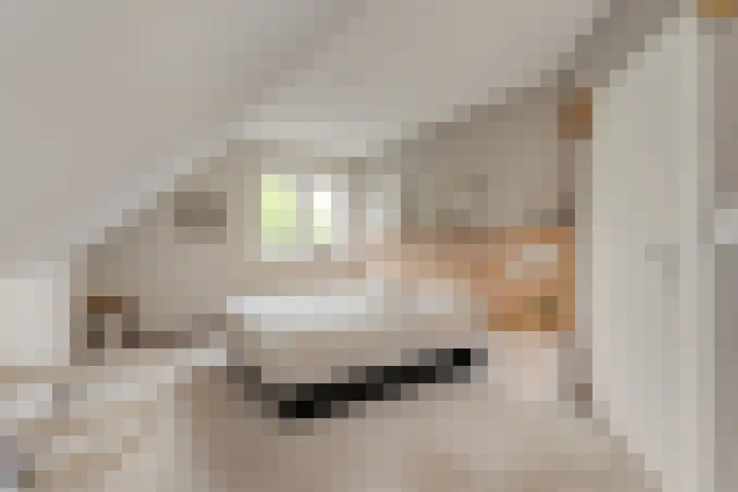 De Poppe 21 de Lutte thumbnail 25