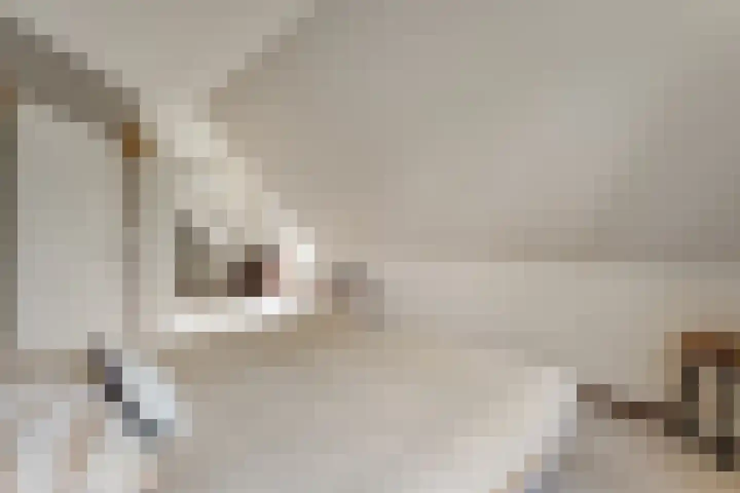 De Poppe 21 de Lutte thumbnail 26