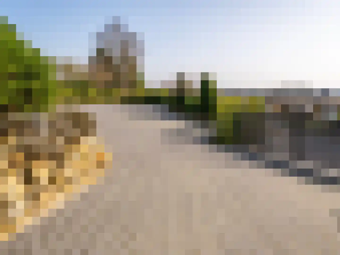 De Poppe 70 de Lutte thumbnail 12