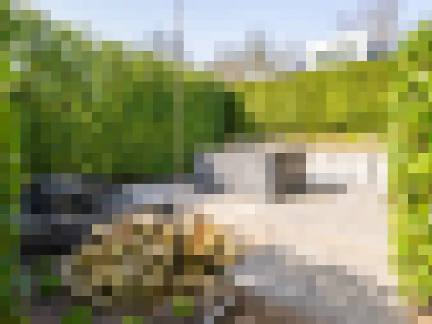 De Poppe 70 de Lutte thumbnail 15