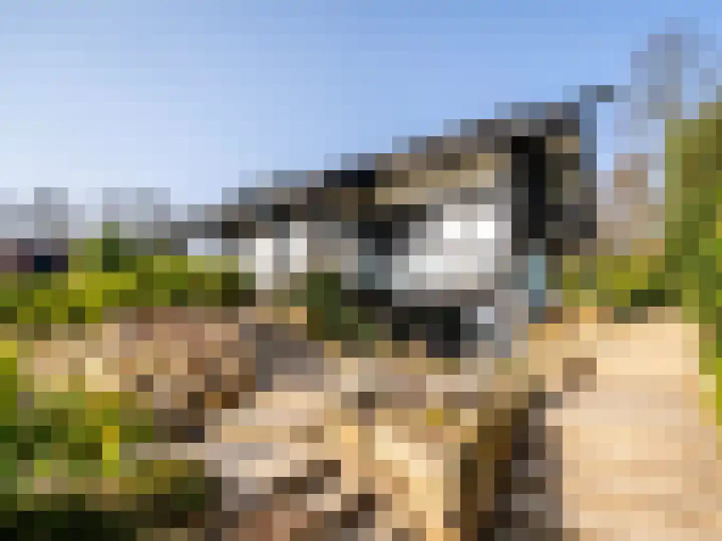De Poppe 70 de Lutte thumbnail 5