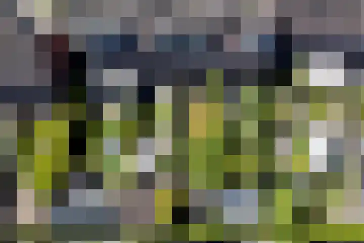 De Populieren 18 Bedum thumbnail 25