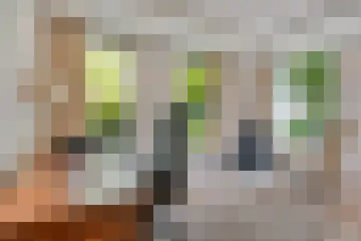De Poter 1 Veldhoven thumbnail 21