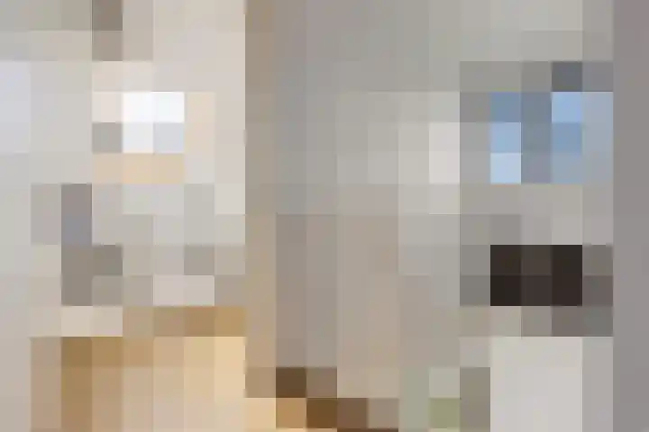 De Potten 51 Offingawier thumbnail 31