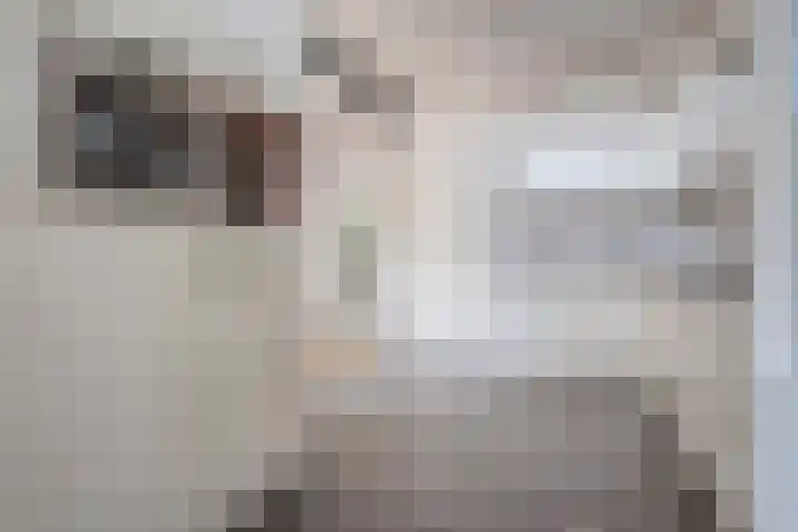 De Praam 62 Dedemsvaart thumbnail 12