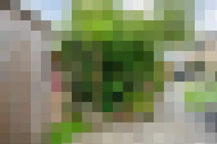 De Prunus 17 Dedemsvaart thumbnail 45
