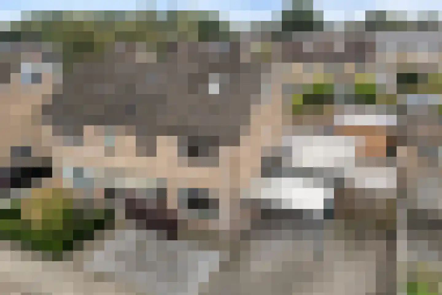De Prunus 78 Dedemsvaart thumbnail 11