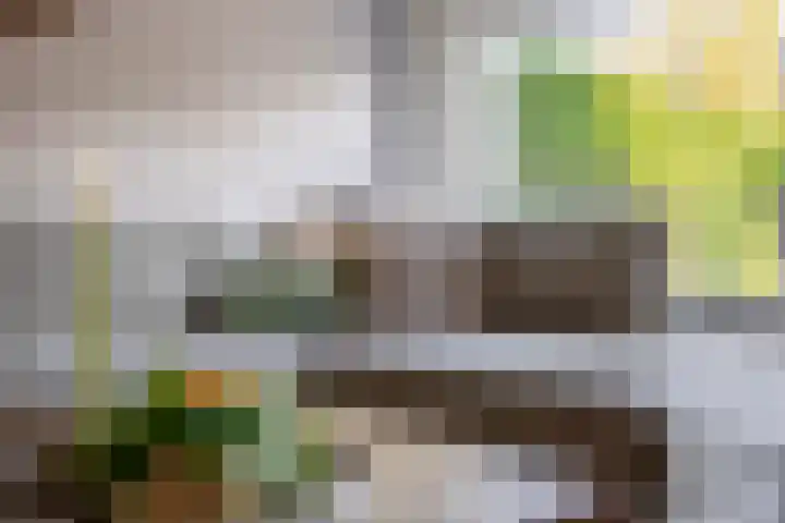 De Pulserstraat 3 Sint-Oedenrode thumbnail 8
