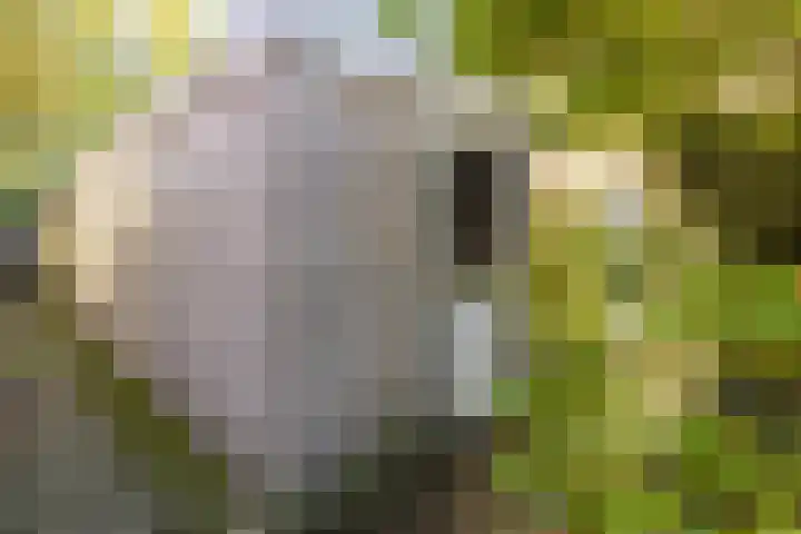 De Punt 10 Leersum thumbnail 29