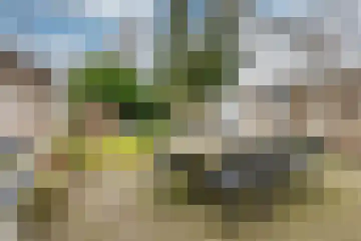 de Quaystraat 23 Rijen thumbnail 36