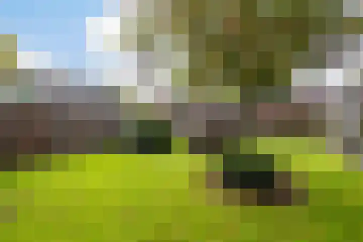 De Rank 16 Harskamp thumbnail 26
