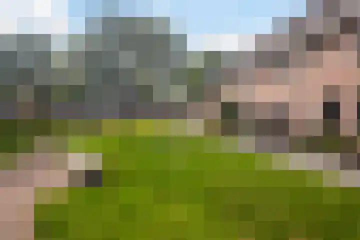 De Rank 17 Harskamp thumbnail 39