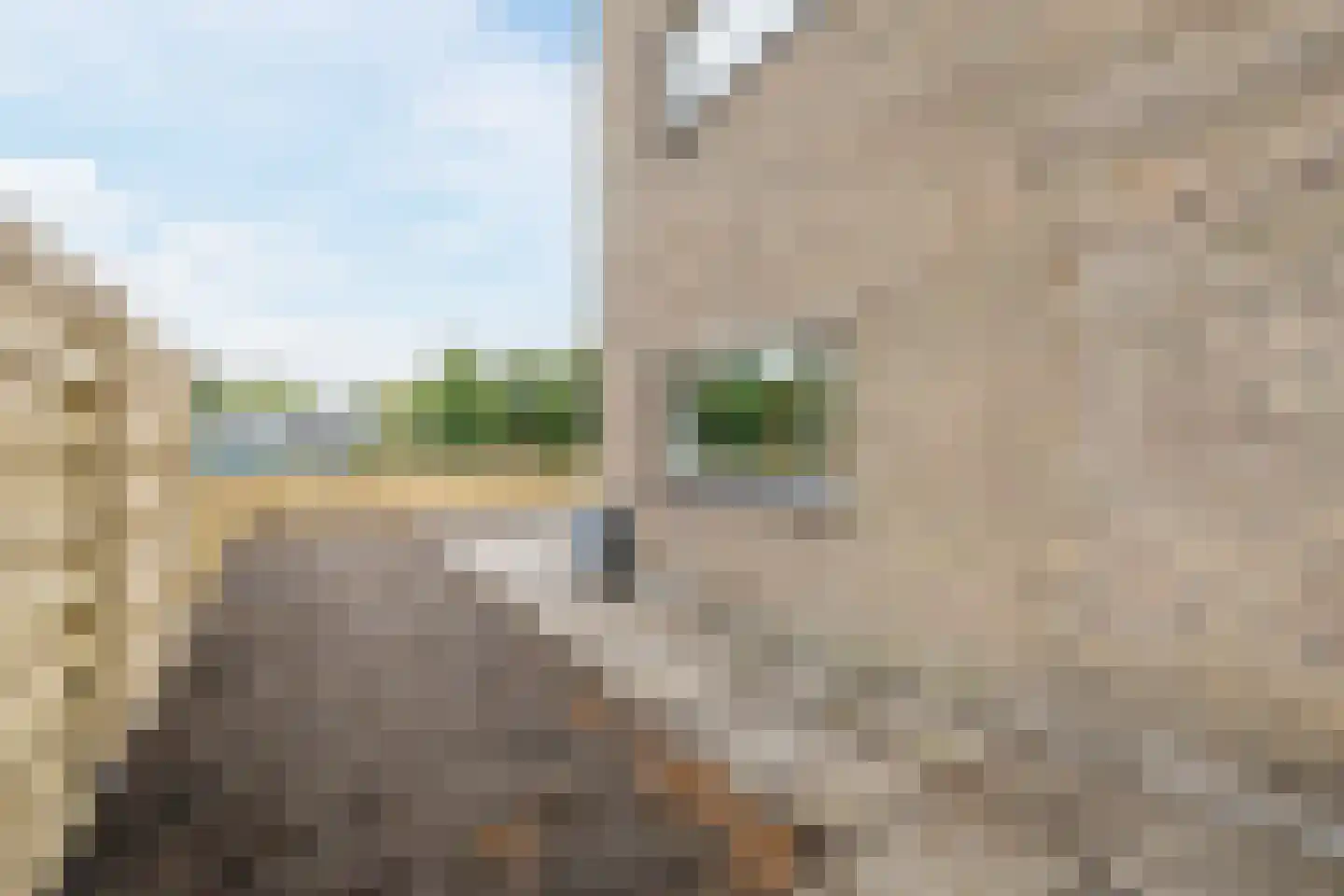 De Reiger 207 Hoogeveen thumbnail 23