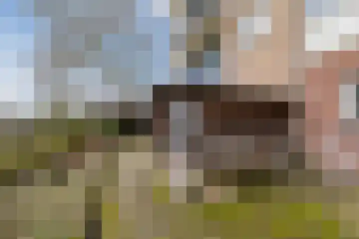 De Reiger 213 Hoogeveen thumbnail 18