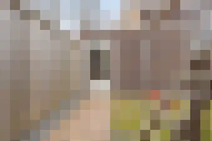 De Reimer 15 Zenderen thumbnail 47