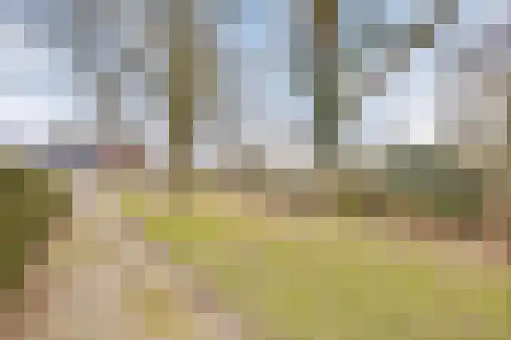 De Reimer 15 Zenderen thumbnail 50