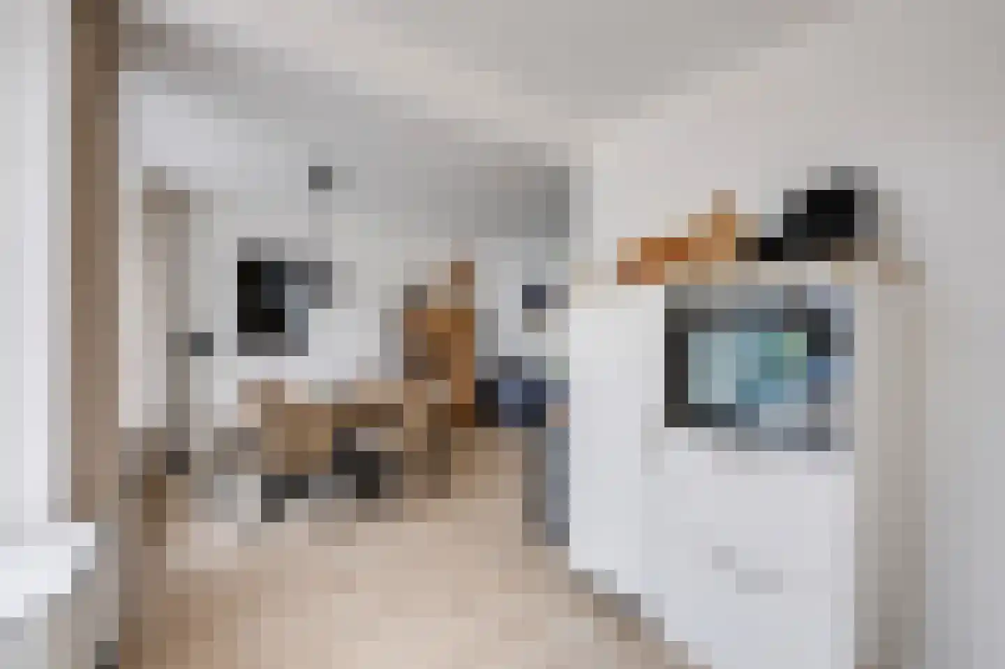De Reitstraat 7 Goirle thumbnail 22