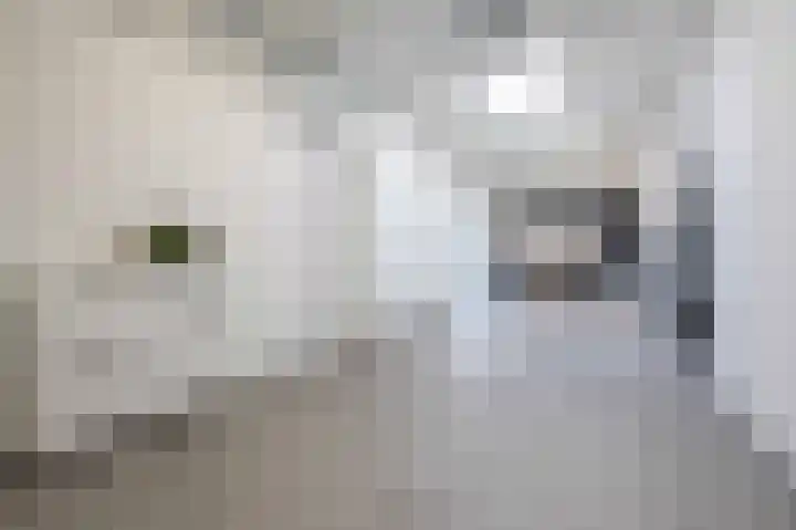 De Reuzelaar 4 Hoeven thumbnail 50