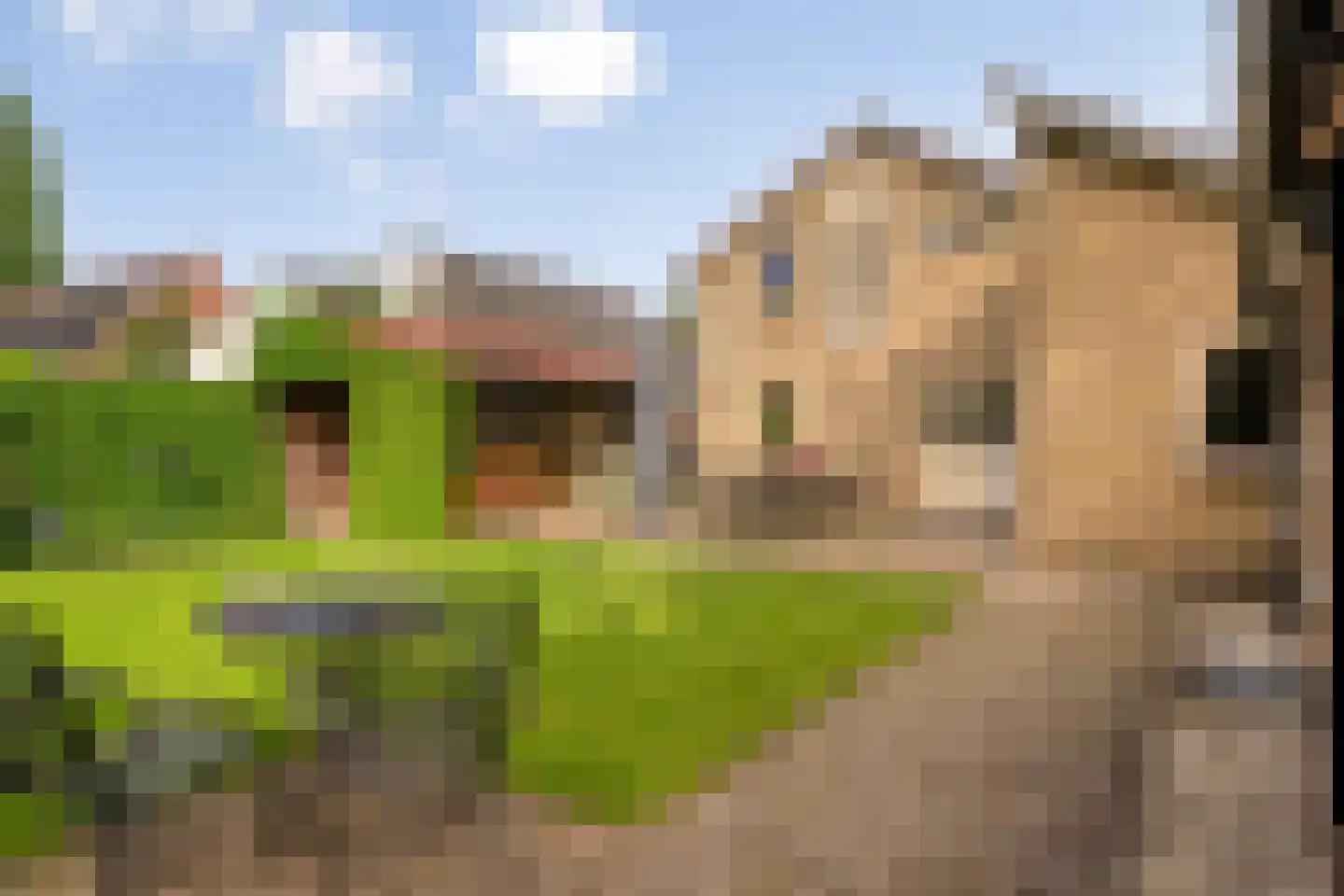 De Riede 19 Slagharen thumbnail 38