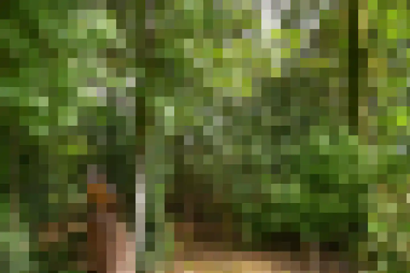 De Riet 16 Nederweert-Eind thumbnail 45