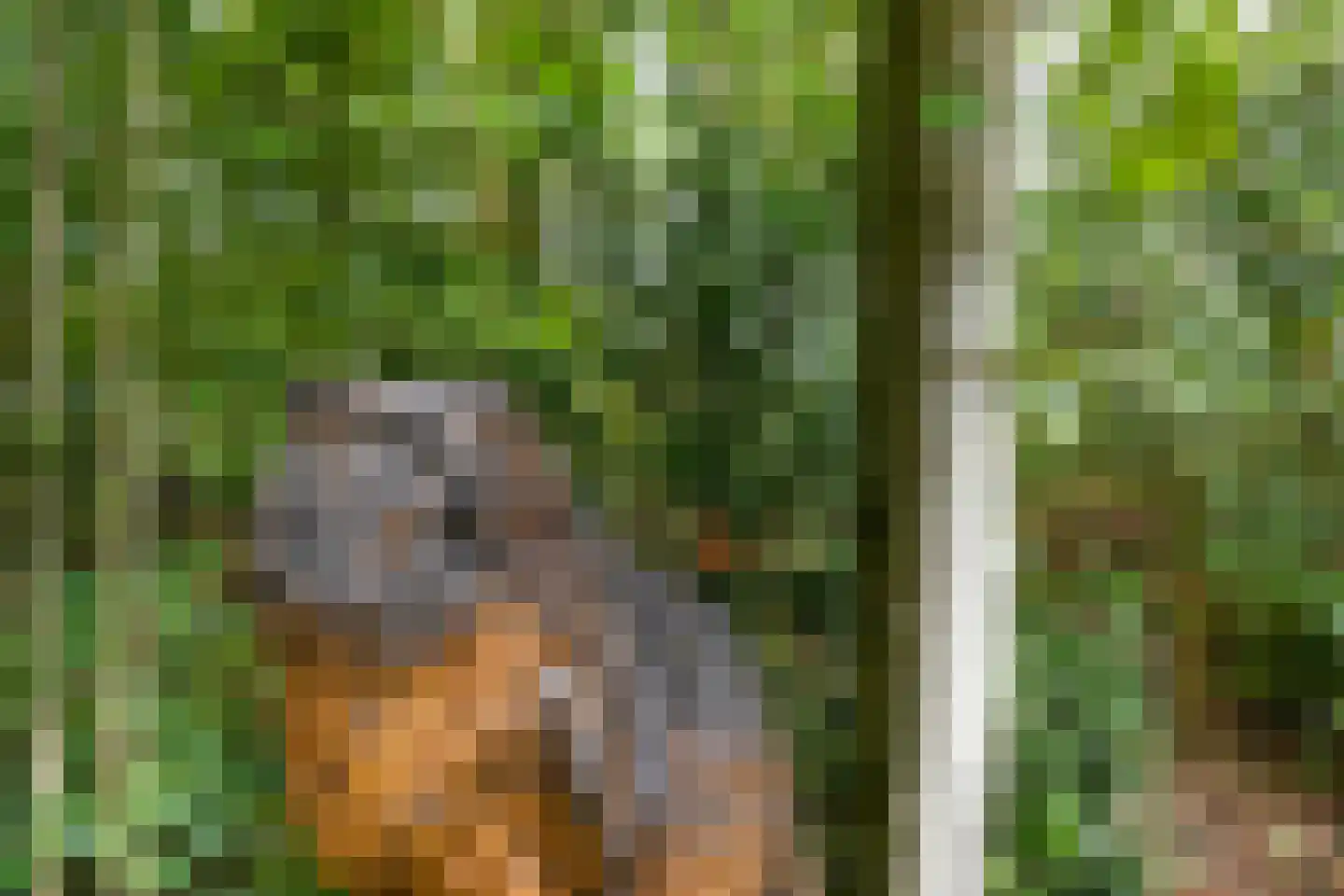 De Riet 16 Nederweert-Eind thumbnail 47