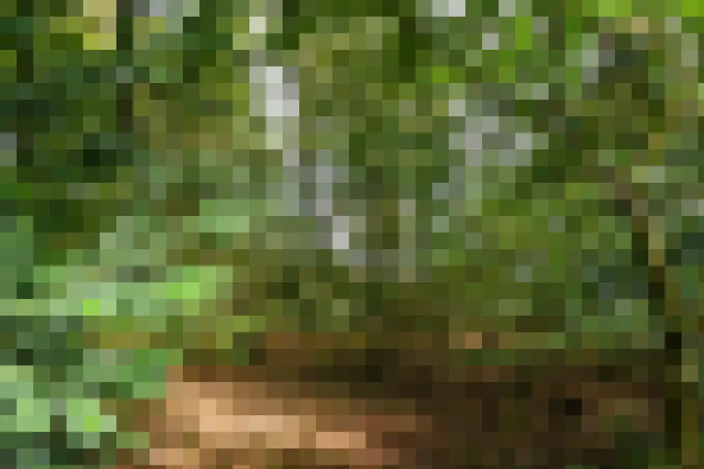 De Riet 16 Nederweert-Eind thumbnail 48