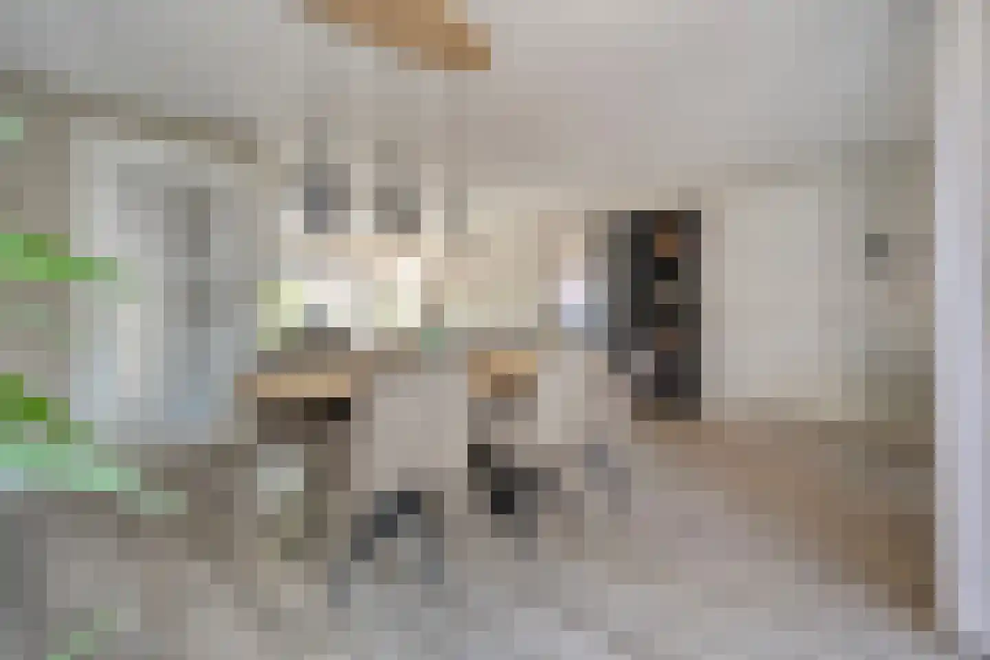 De Rietakker 39 Vasse thumbnail 10