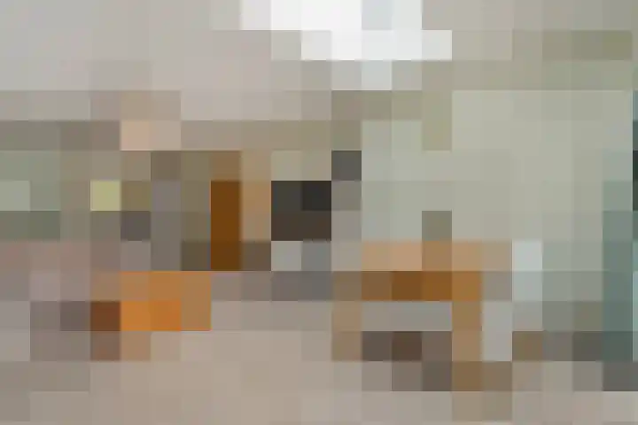 De Rietgans 12 Harlingen thumbnail 7