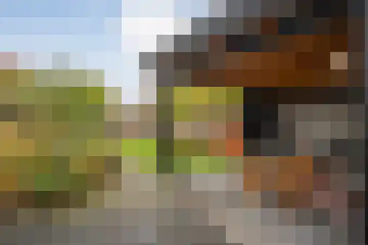 De Rietgans 14 Dedemsvaart thumbnail 39