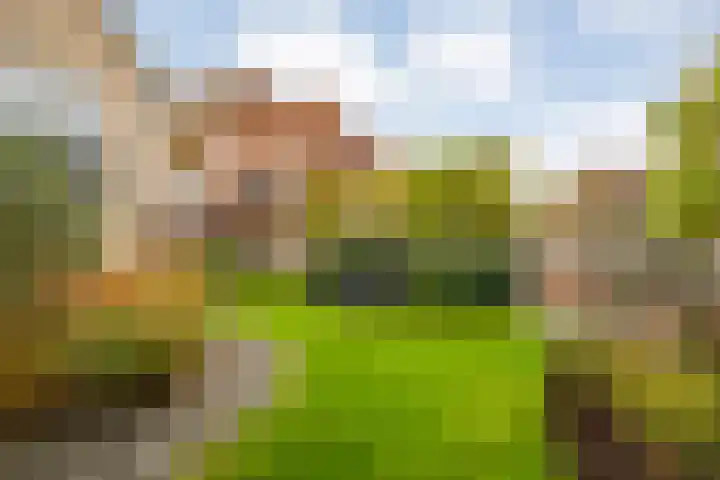 De Rietgans 14 Dedemsvaart thumbnail 41