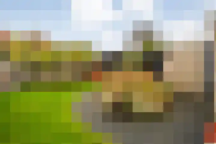 De Rietgans 14 Dedemsvaart thumbnail 46