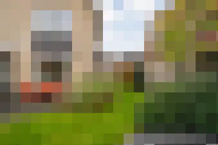 De Rietgans 14 Dedemsvaart thumbnail 47