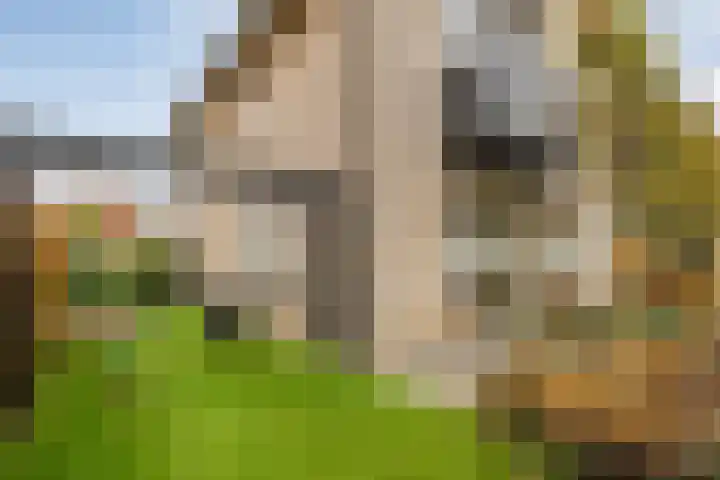 De Rietgans 14 Dedemsvaart thumbnail 50